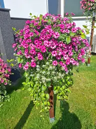 Różowa petunia na kwiatowym słupku