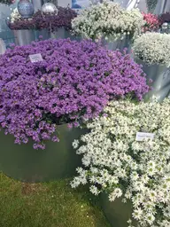 Fiolet i biel brachyscome