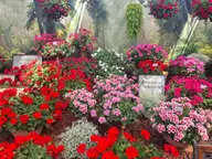 Pelargonie w pełnym kolorze