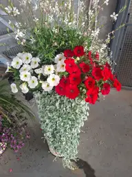 Petunie czerwone i białe w srebrnym koszu