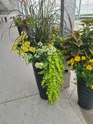 Trawa, koleus i bidens w jednej donicy